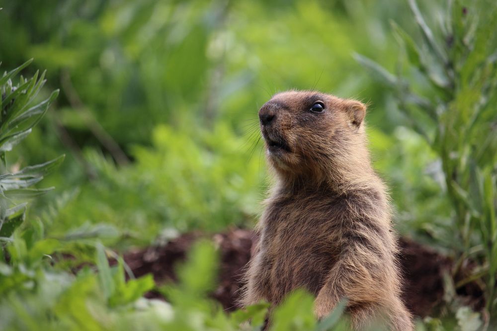 Любопытство