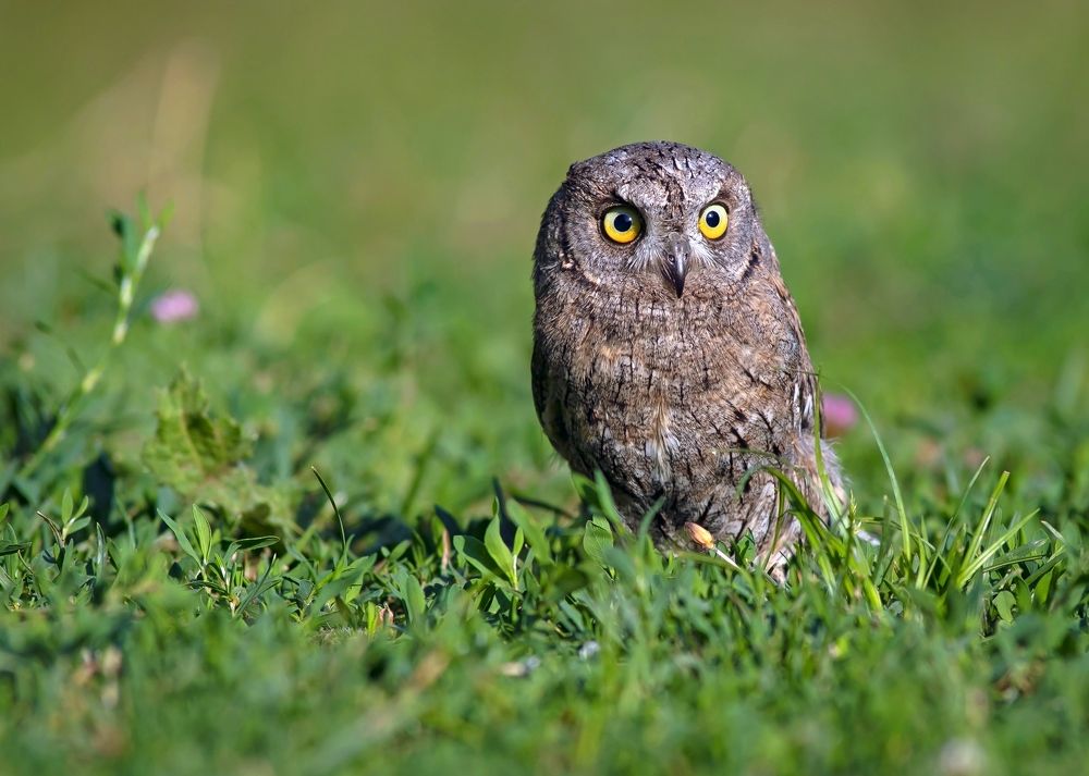 Неспящая сплюшка)