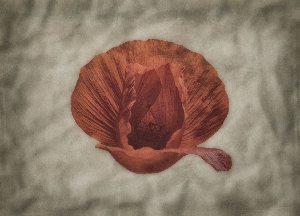 Poppy I