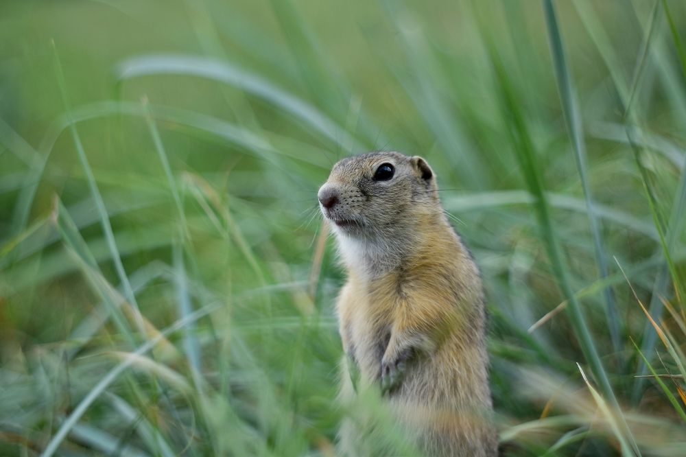 Борис, его братья и сестры