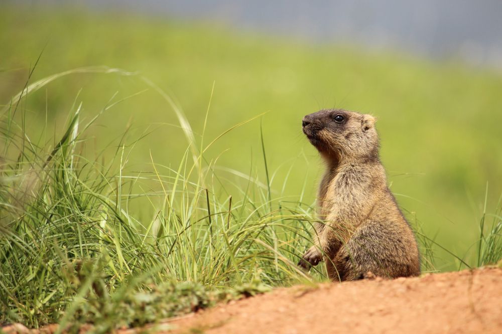Маленький сурок