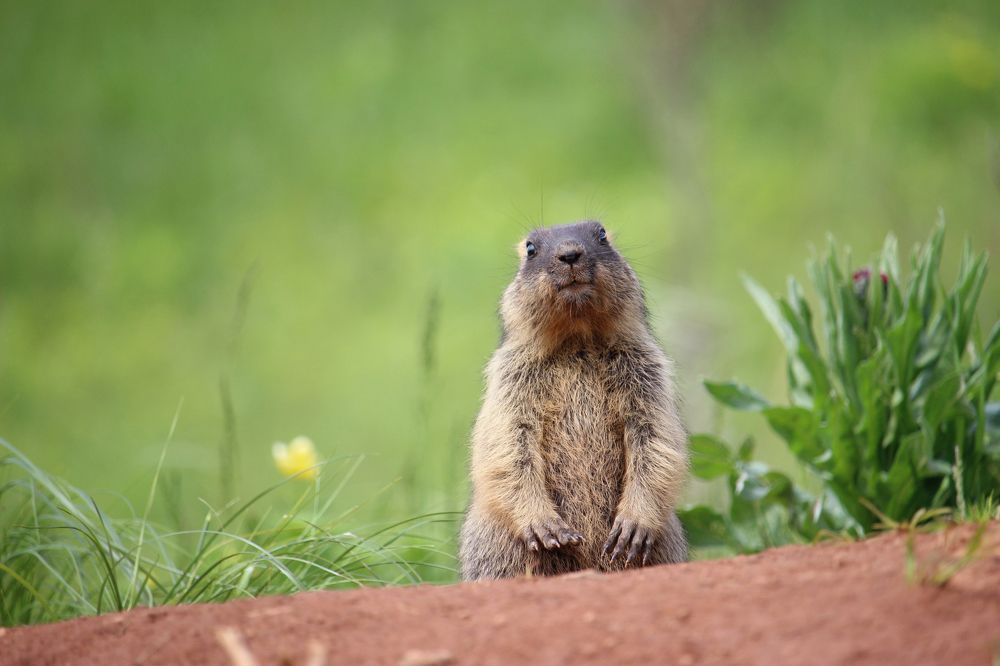 Детский сад
