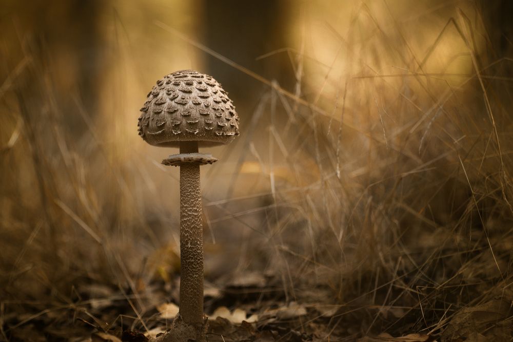Macrolepiota procera