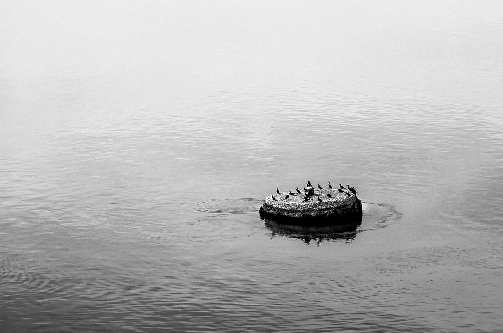 Утки на планерке перед охотой на рыбу.