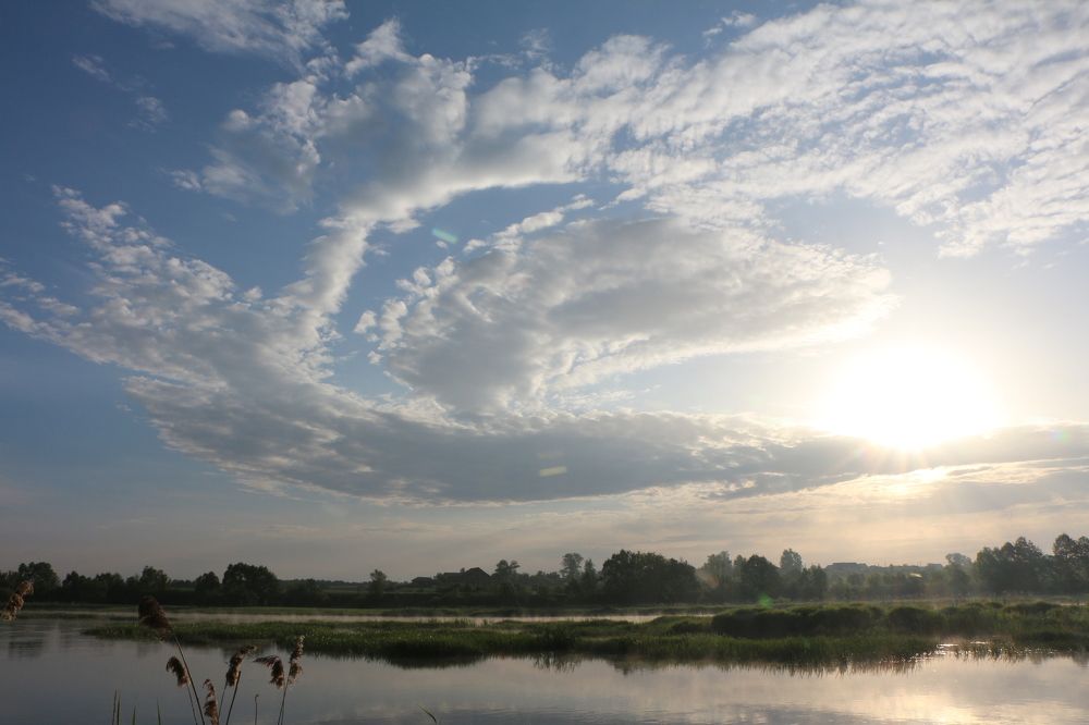 Птица-рассвет