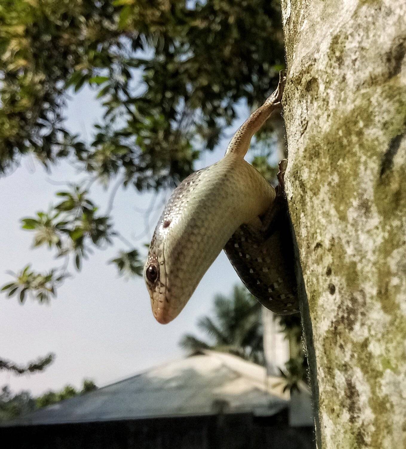 Urban lizard...... warming up.........