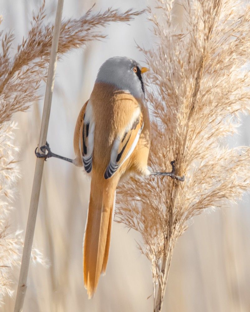 Panurus biarmicus "van Damme"