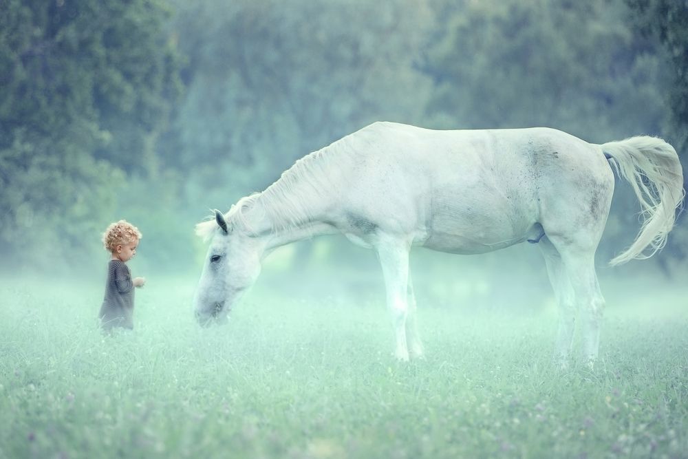 Ёжик в тумане