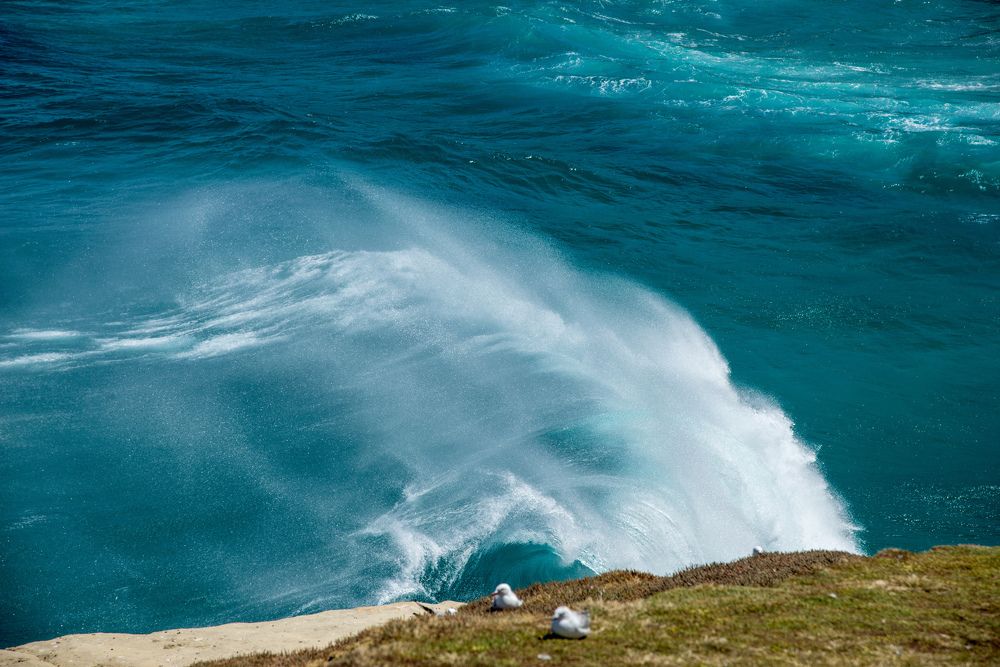 Wild wave over seagulls