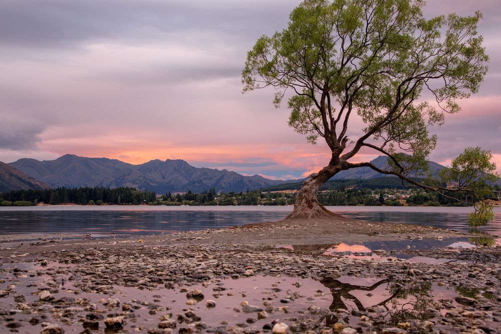 Famous Wanaka Tree