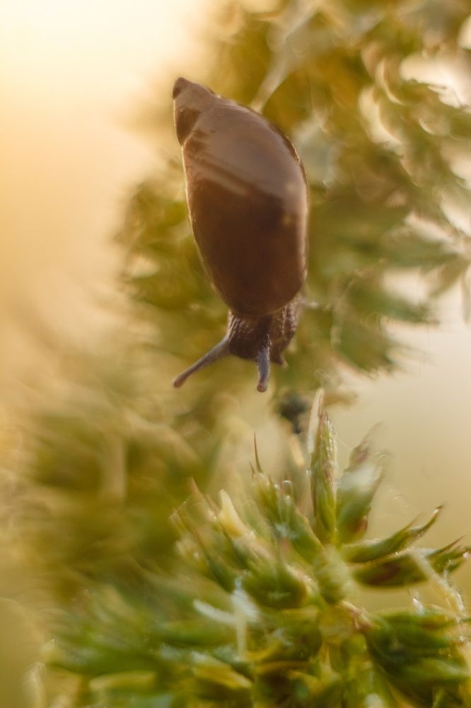 Улитка на травинке