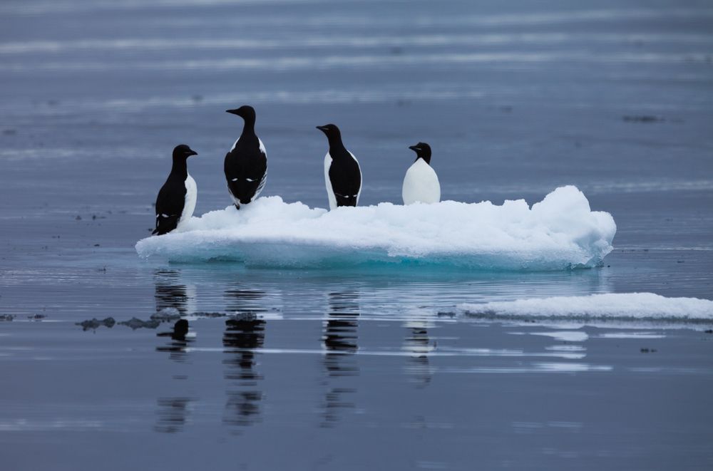 Дальнее плаванье