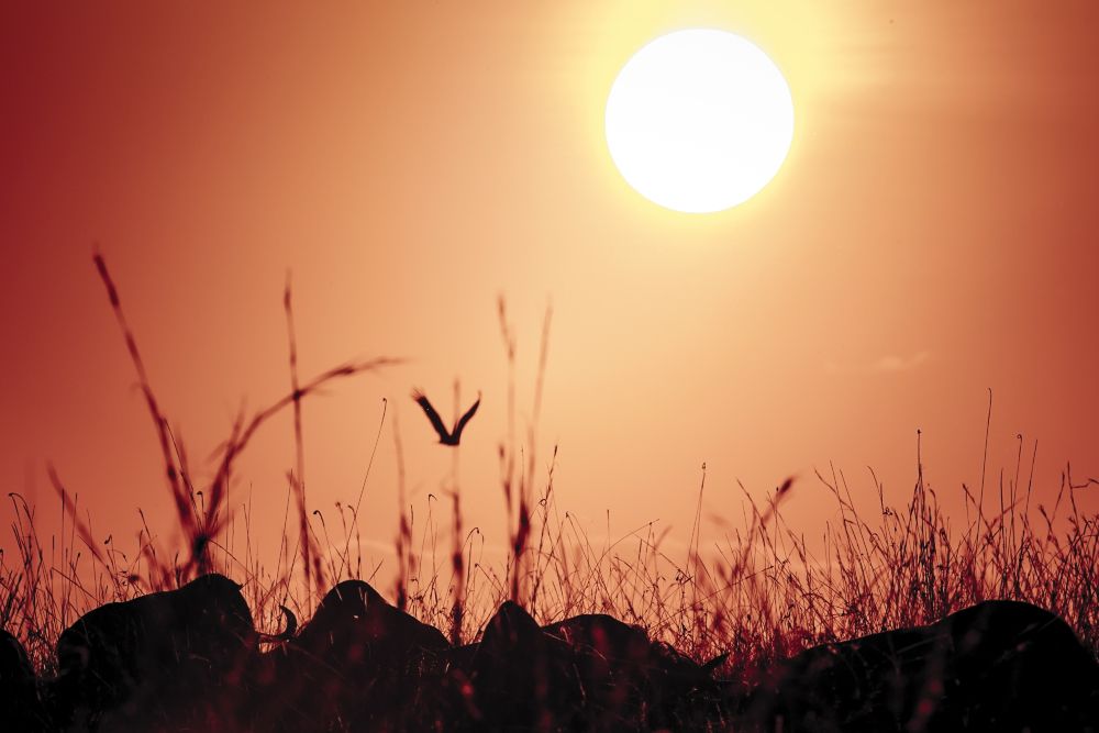 Утро с Великой Миграцией