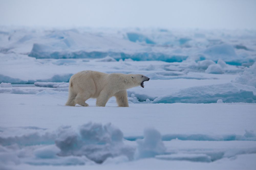 Ленивое настроение