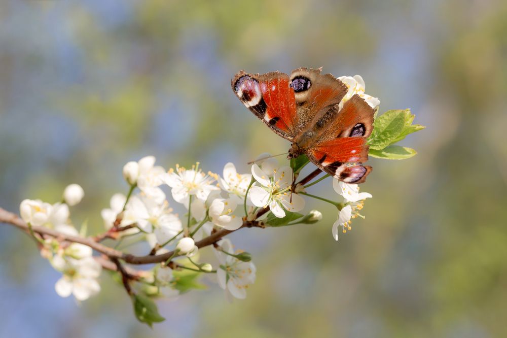 Весна идёт, весне дорогу...