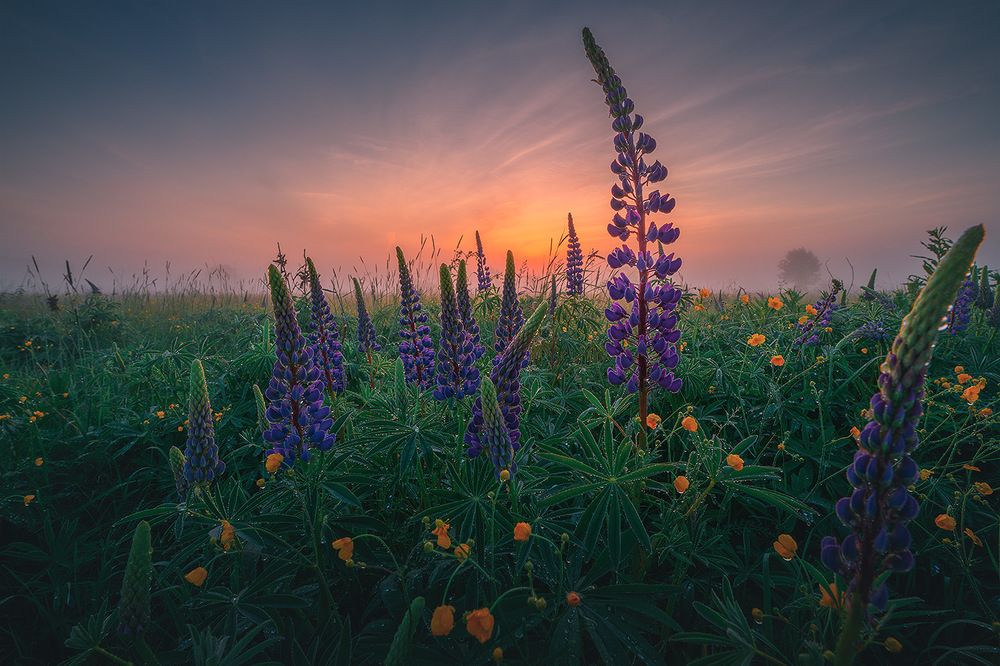 Брызги люпинов в туманном рассвете
