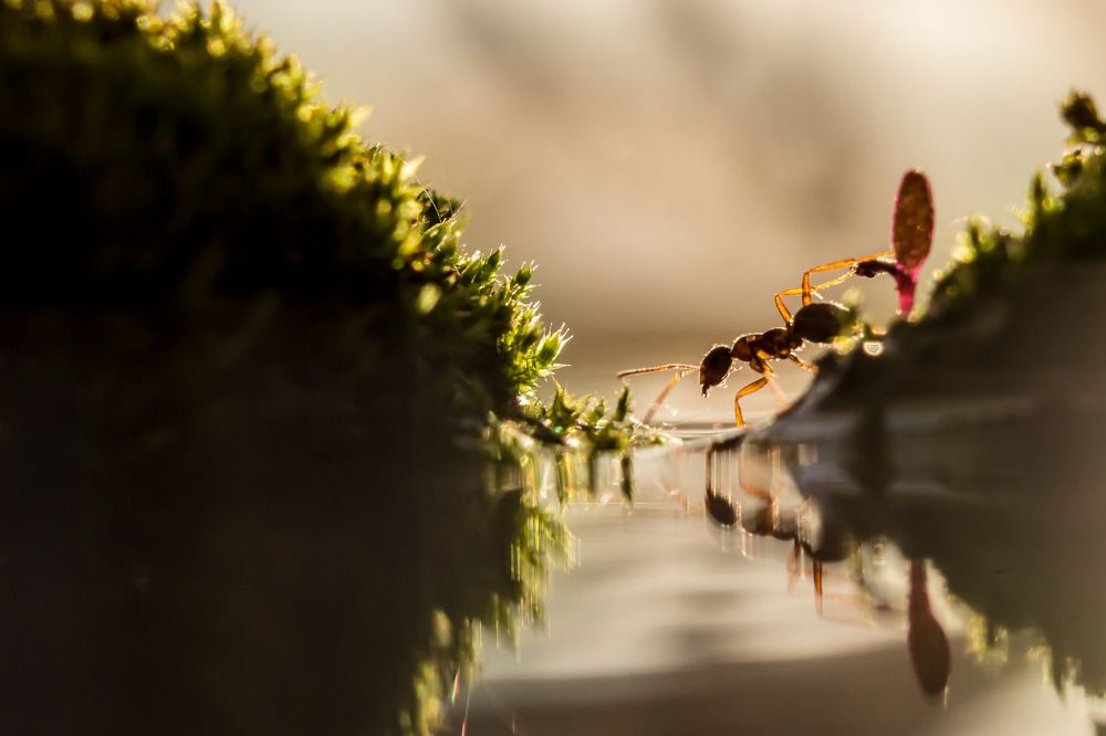 Муравьиное озеро...