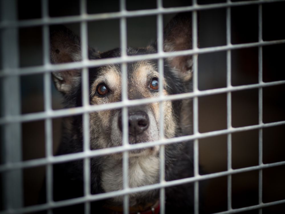 Dog in animal shelter