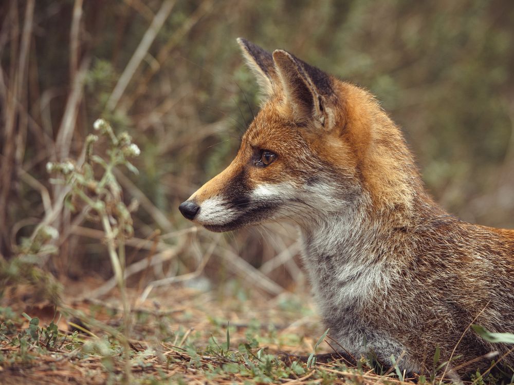 из жизни лис