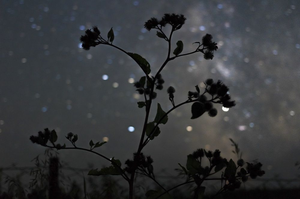 Колючка под звездами