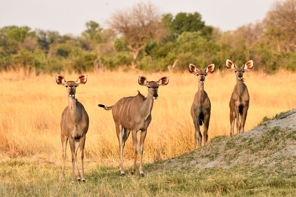 Herbivores from Savannah.