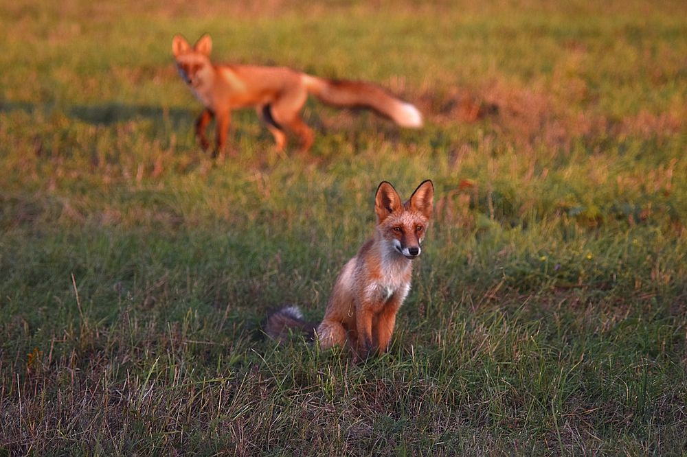 Лисья охота.