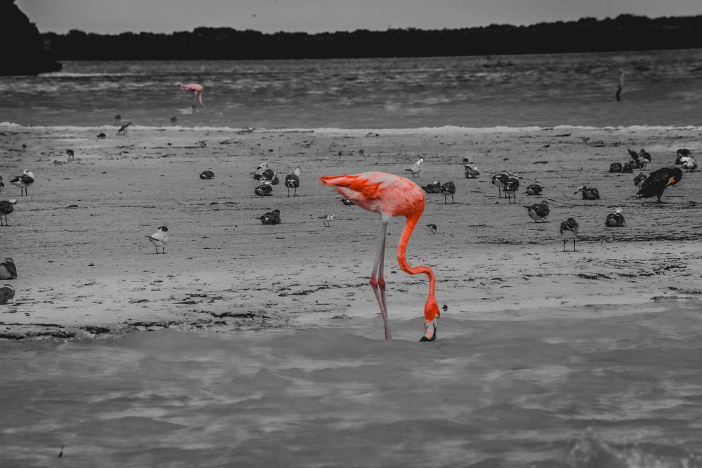 Flamingo vivo