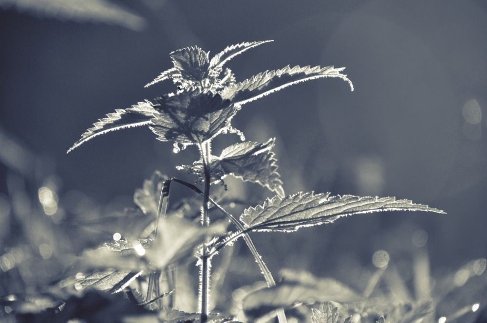 Крапивушка