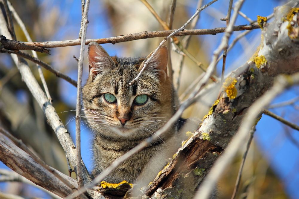 Весна пришла