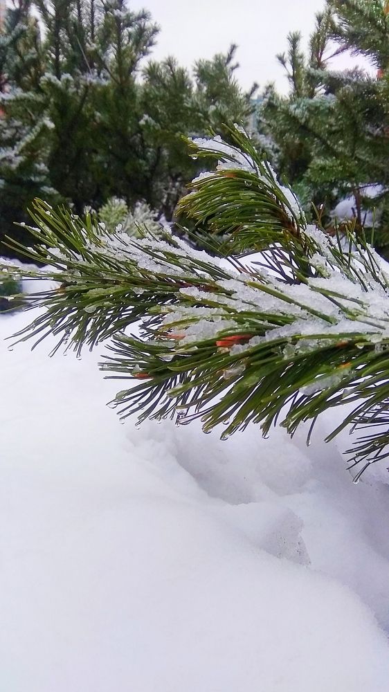 Фотография автора Светлана Дунаева