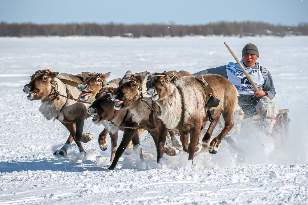 Бег на оленьих упряжках