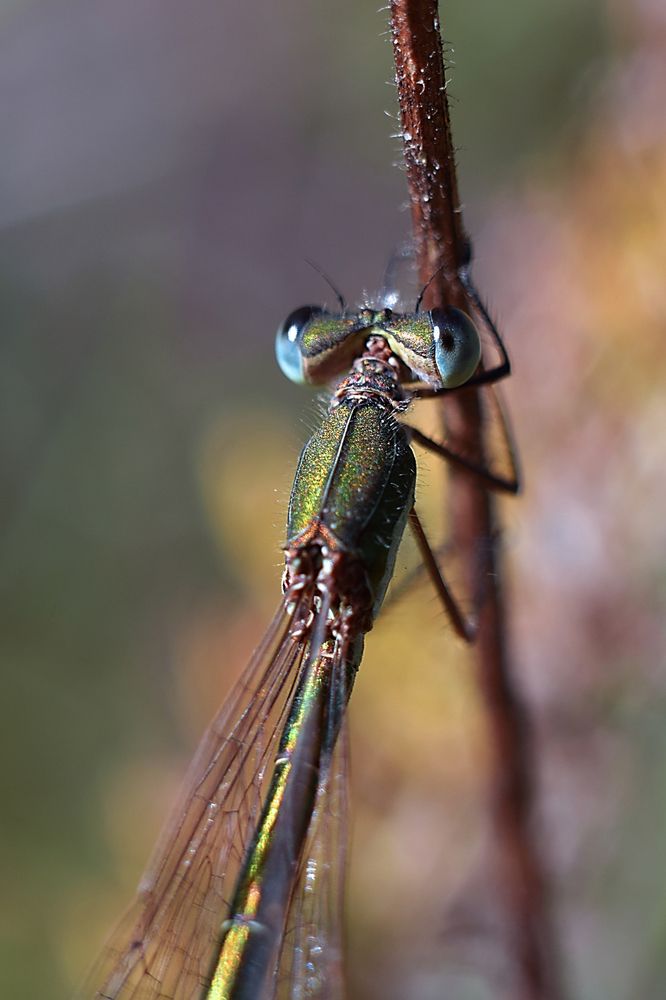 Стрекоза Лютка (Стрелка, Coenagrion?). Damselfly, Lestidae, Lestes.