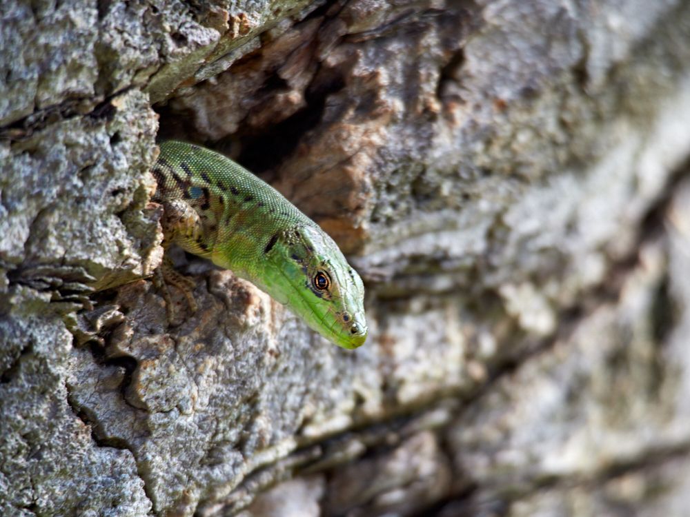 Ящерицы Италии