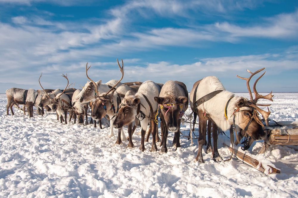 День Оленевода. Крайний Север.