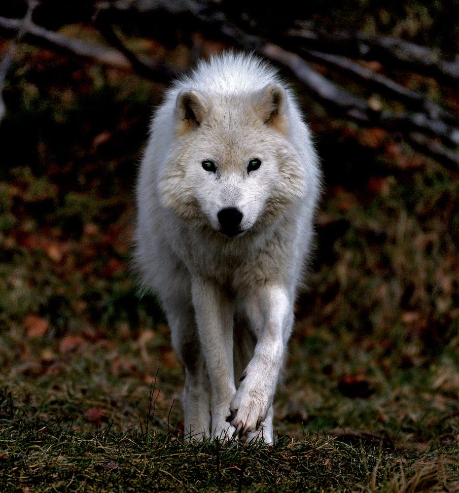 Looking in to the eyes of Arctic Wolf