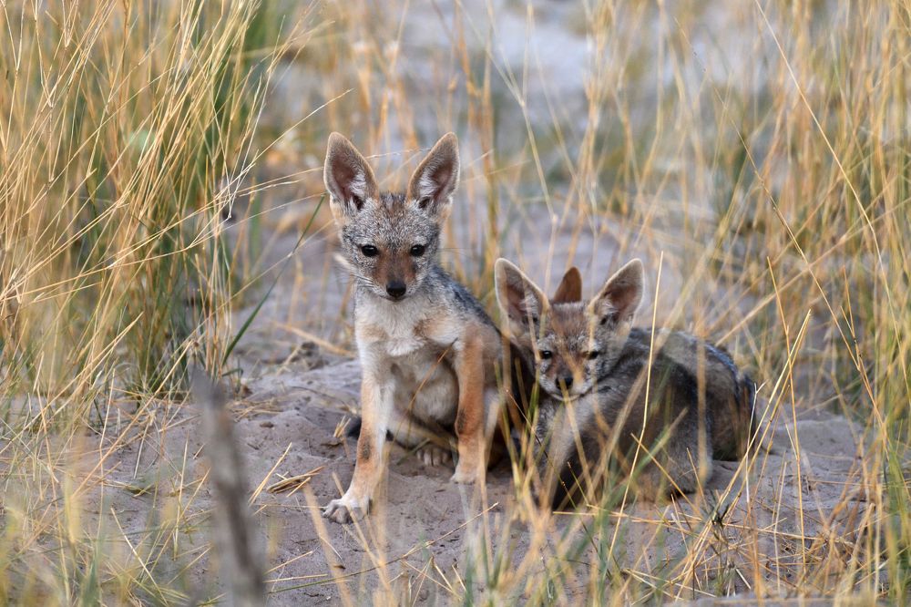 Young jackals