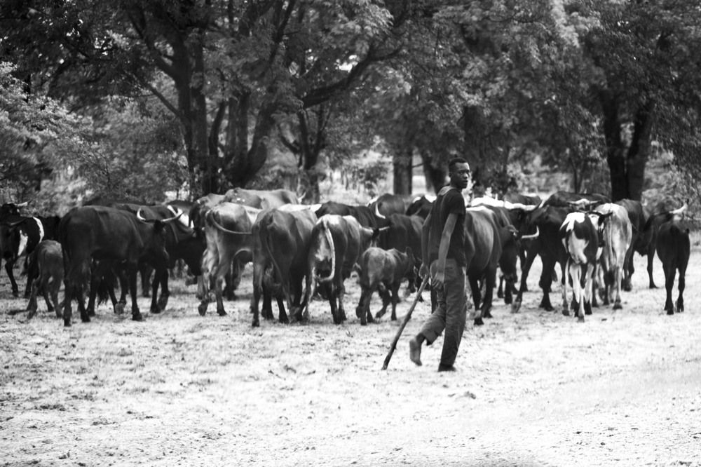 Босой Пастух