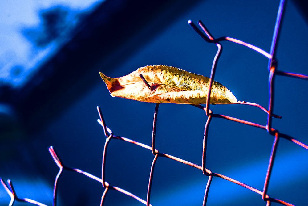 Наступила осень.