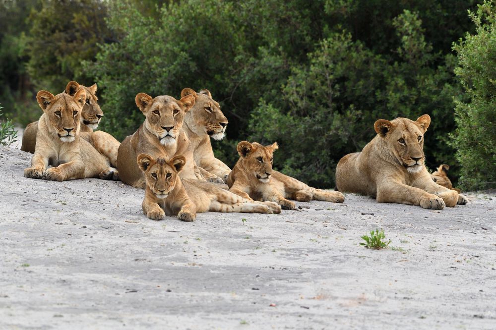Lion family