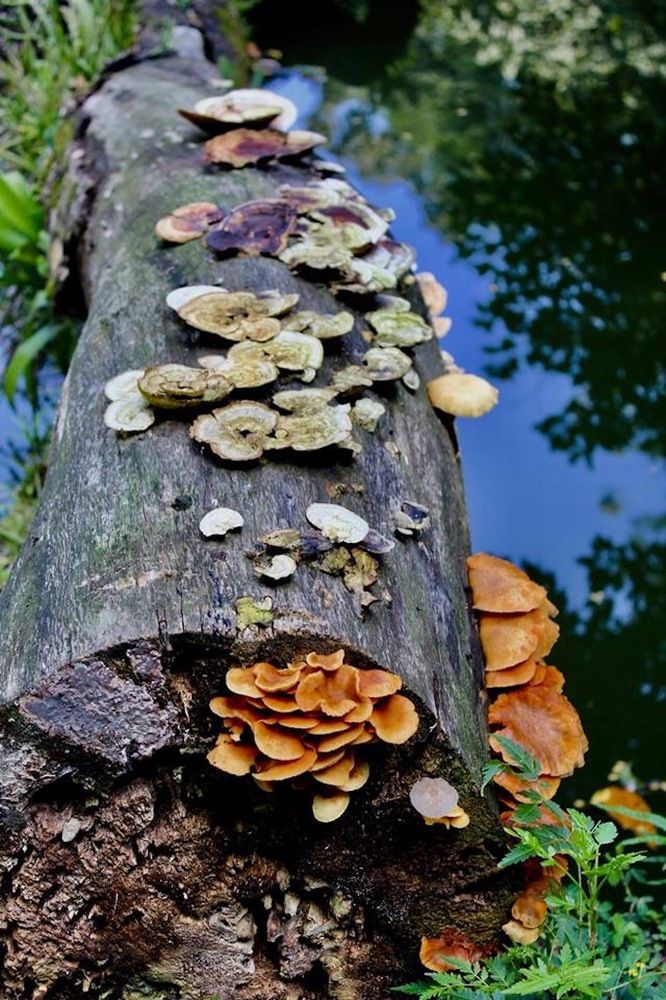 Tree with Fungi