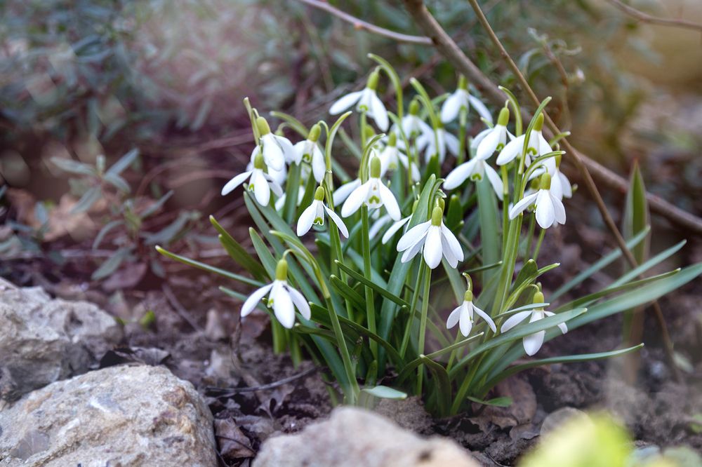 Подснежники