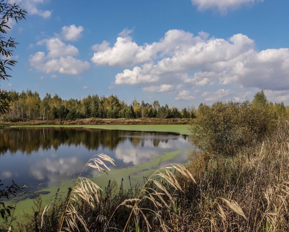 родной край