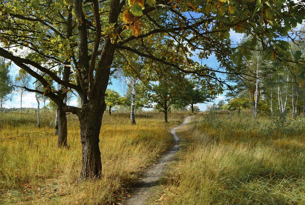 Через лесок