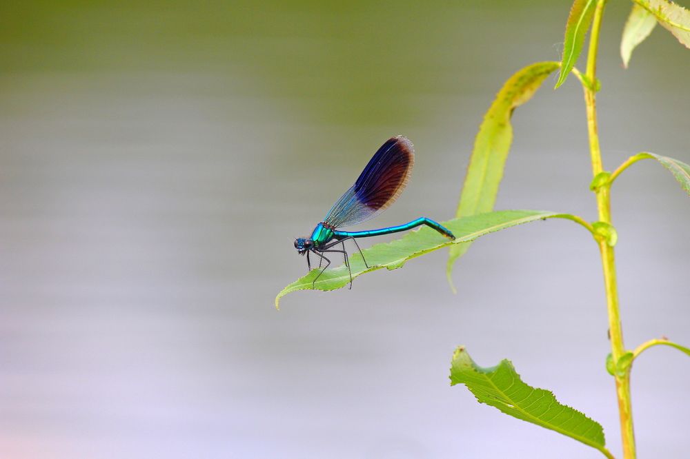 Летние краски