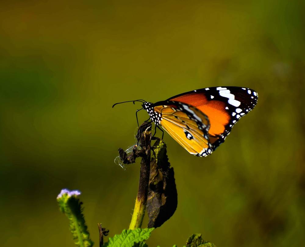 A perfect example of the blending and mixing of colours