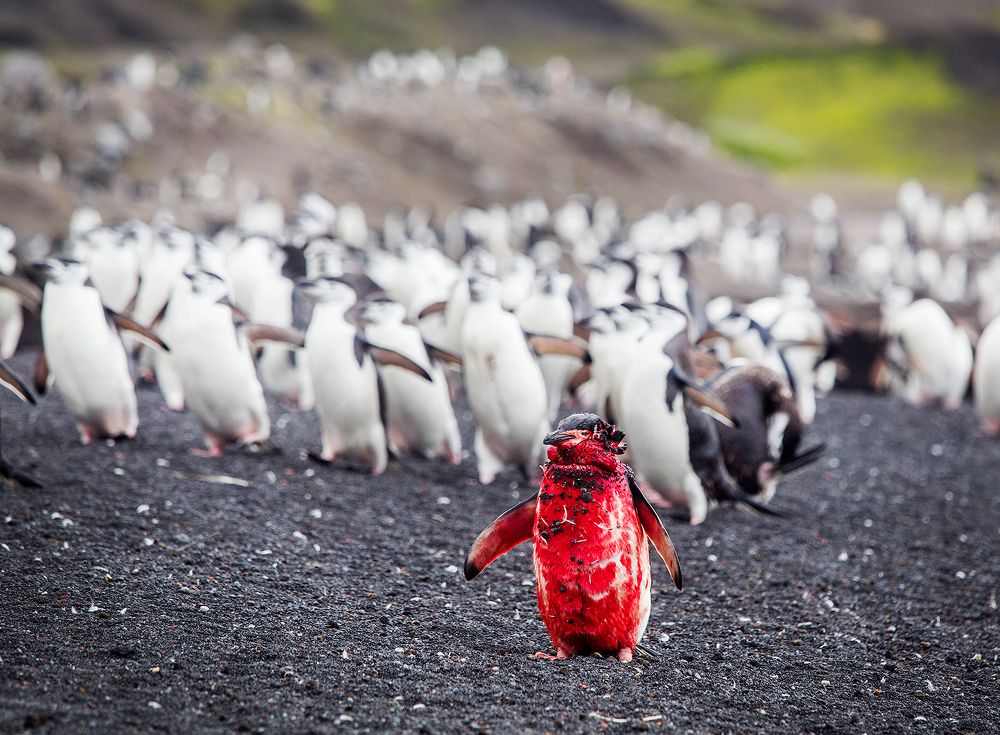 Photograph by Елена Сильницкая