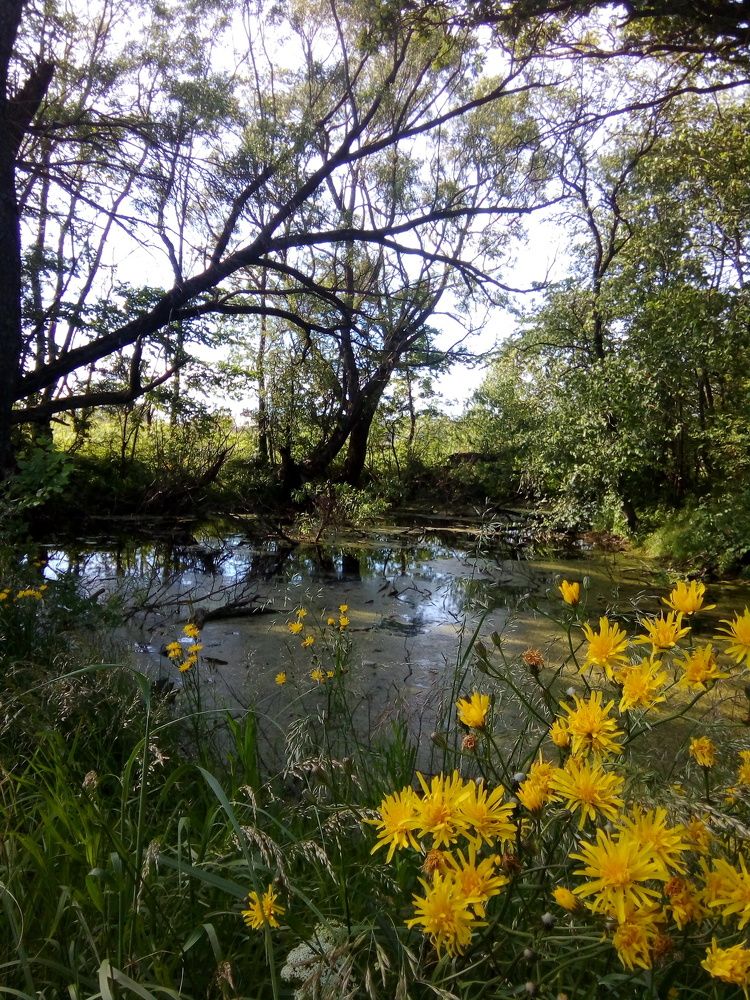 Тихая заводь