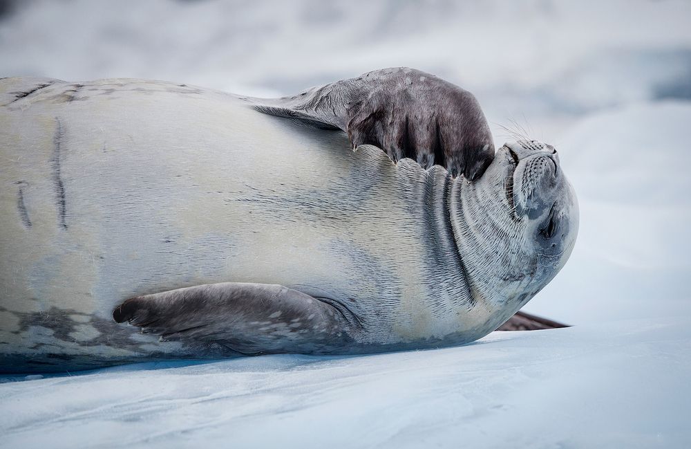 Photograph by Елена Сильницкая