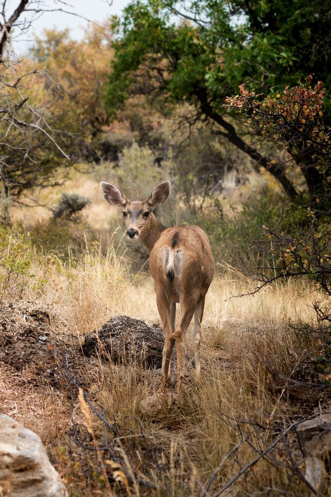 Rocky Mountain mule deer  (Odocoileus hemionus)