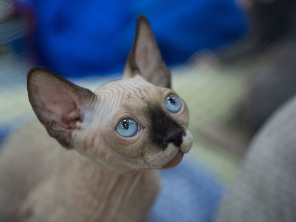 Международная выставка кошек 2019 (СПб)